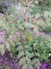 Koelreuteria paniculata