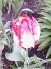 IMG_20140423_082718