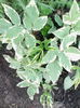 aegopodium variegatum