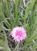 albastrele perene