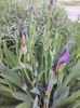 iris si albastrele