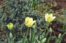 Tulipa viridiflora 'Spring Green'