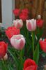 Tulipa darwin hybrid 'Ollioules' & 'Van Eijk'