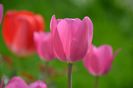 Tulipa 'Don Quichotte'