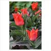 Tulipa 'Red Riding Hood'
