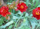 DSCN7617