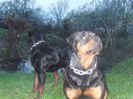 ROTTWEILER 178
