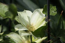 Clematis Moonlight