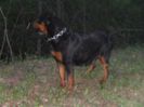 ROTTWEILER 174