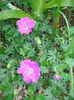 geranium Tiny Monster