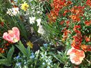 gradina 23 aprilie