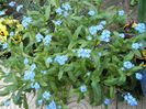 myosotis