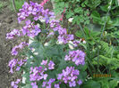 Lunaria