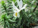 Primul Iris Hol. linga crini