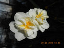 DSCN7988