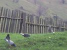 poze azi 23-04-2014 1996