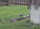 poze azi 23-04-2014 1997