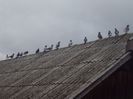 poze azi 23-04-2014 1999
