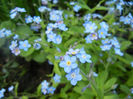 Myosotis alpestris (2014, April 20)