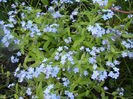 Myosotis alpestris (2014, April 20)