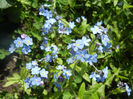 Myosotis alpestris (2014, April 20)