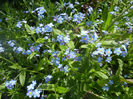 Myosotis alpestris (2014, April 20)