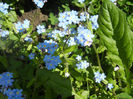 Myosotis alpestris (2014, April 21)