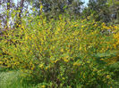 Forsythia × intermedia Zabel 1885