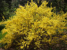 Forsythia suspensa  (Thunb.) Vahl 1804