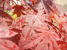 Acer palmatum Bloodgood (2014, Apr.22)