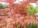 Acer palmatum Bloodgood (2014, Apr.22)
