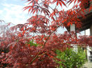 Acer palmatum Bloodgood (2014, Apr.22)
