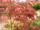 Acer palmatum Bloodgood (2014, Apr.22)