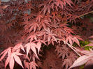 Acer palmatum Bloodgood (2014, Apr.24)