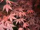 Acer palmatum Bloodgood (2014, Apr.24)