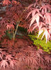 Acer palmatum Bloodgood (2014, Apr.24)