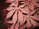 Acer palmatum Bloodgood (2014, Apr.24)