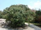 Viburnum rhytidophyllum  Hemsl. 1888