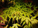 Acer palmatum Katsura (2014, April 24)