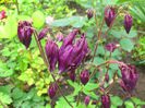 aquilegia_winky_purple white