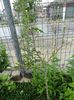 hibiscus de gradina albastru