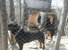 ROTTWEILER 067