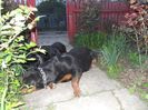 ROTTWEILER 102