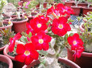 adenium Arrogant