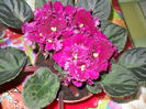 Violeta