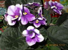 Violeta