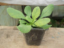 Petunia Pendula F1 Grandiflora - 05