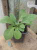 Petunia Pendula F1 Grandiflora - 04