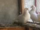IMG_4701