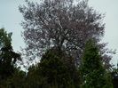 DSCN7185
